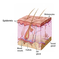 epidermis, hudens opdeling, hudens struktur, hudpleje,