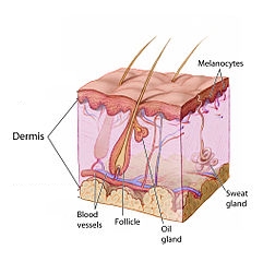 dermis, hudens opbygning, hudlag, huden struktur, hudpleje,